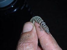 Sphaerodactylus richardi, 23 Haziran 2020 tarihinde iNaturalist fotoğraf 31292250'den ithal edildi.jpg