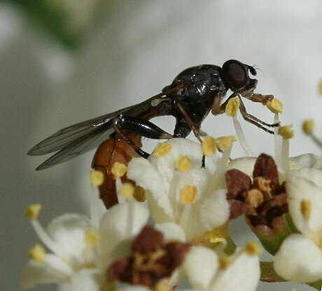 Sibirmidjeblomsterflue