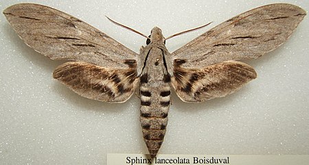 Sphinx lanceolata sjh.JPG