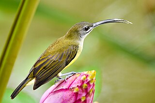 Little spiderhunter Species of bird