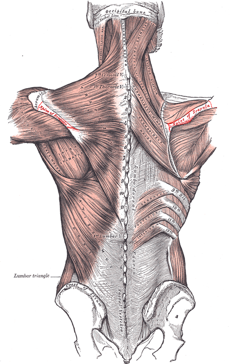 ไฟล์:Spine_of_scapula.PNG