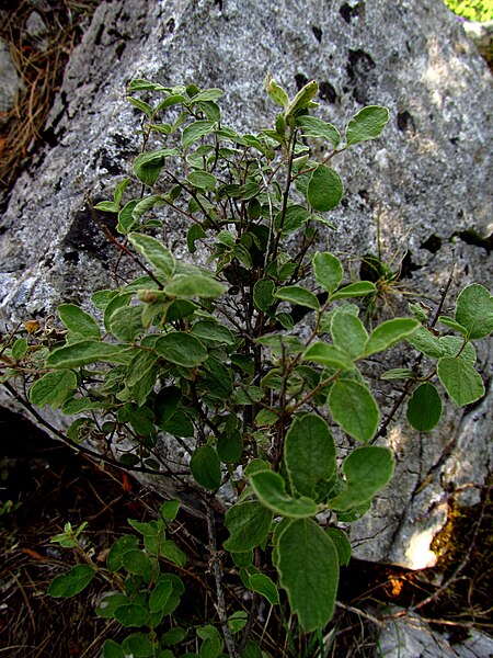 File:Spiraea cana IMG 4802^.jpg