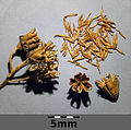 Spiraea salicifolia sl5.jpg