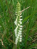 Vignette pour Spiranthes odorata