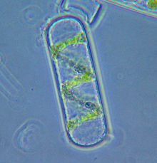 Spirogyra cell.jpg