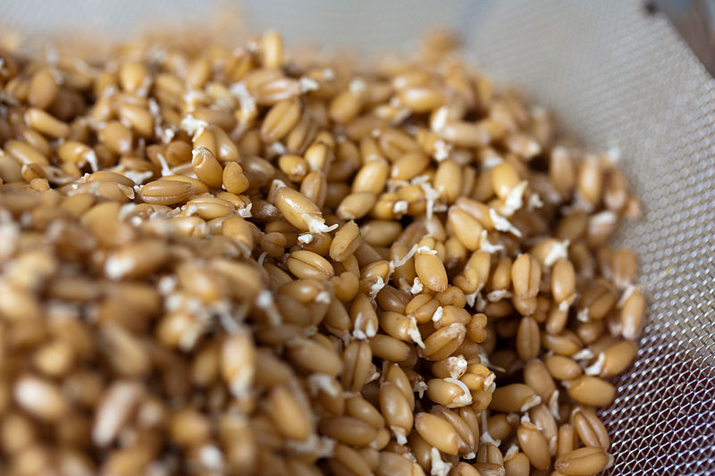 File:Sprouted Wheat Berries (4622095545).jpg