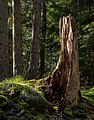 59 Spruce tree stump in Gullmarsskogen ravine uploaded by W.carter, nominated by W.carter