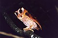 Sri Lanka bay owl KMTR 19 June 1998 trsr.jpg