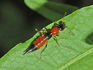 <i>Paederus baudii</i> Species of beetle