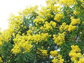 <i>Senna multijuga</i> Species of plant