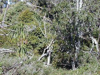 <i>Dracaena aurea</i> Species of tree