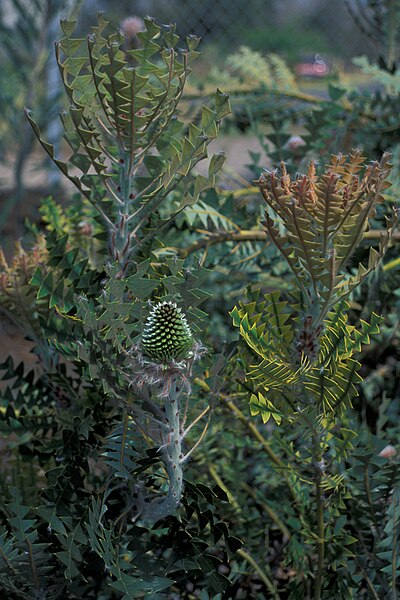 File:Starr 980528-4123 Banksia sp..jpg