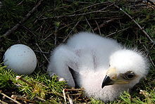 A few day-old golden eagle nestling with its unhatched sibling's egg Steinadler Baby vierzehn Tage alt 12052007 01.jpg