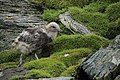 Stercorarius antarcticus -Shingle Cove, Coronation Island, South Orkneys, British Antarctic Territory -chick-8 (1).jpg
