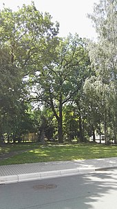 English oak (Quercus robur)