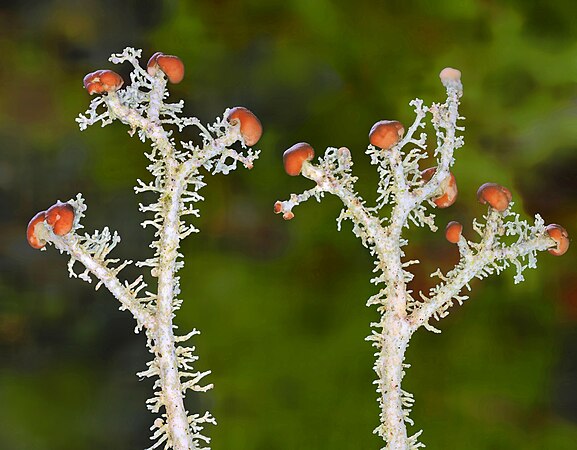 Snow Lichen (Stereocaulon ramulosum) spotted in Tasmania. Photo by DmytroLeontyev