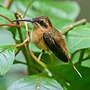 Thumbnail for Stripe-throated hermit