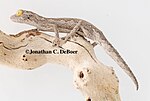 Thumbnail for Exmouth spiny-tailed gecko