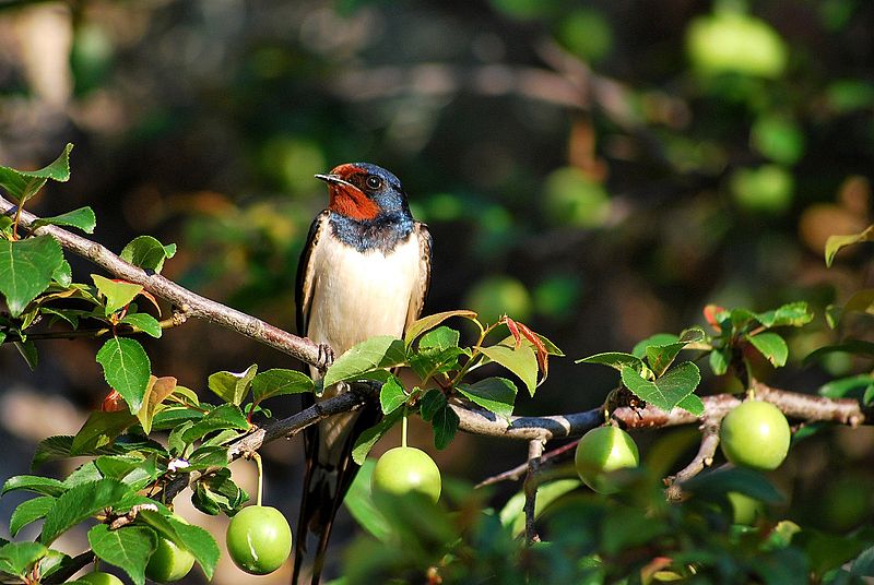 File:Suitsupääsuke (Hirundo rustica).jpg