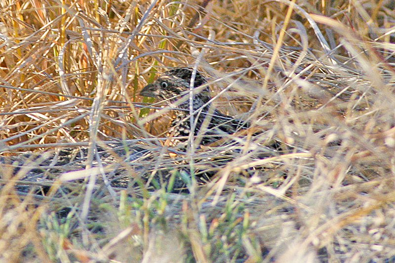 File:Sumba Buttonquail.jpg