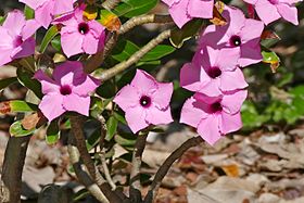 Φυτό Adenium swazicum Νότια Αφρική.