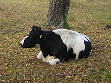 a black-and=white pied cow