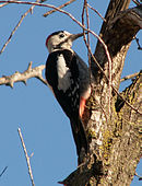 Syyrian-Woodpecker-20051218m023.jpg