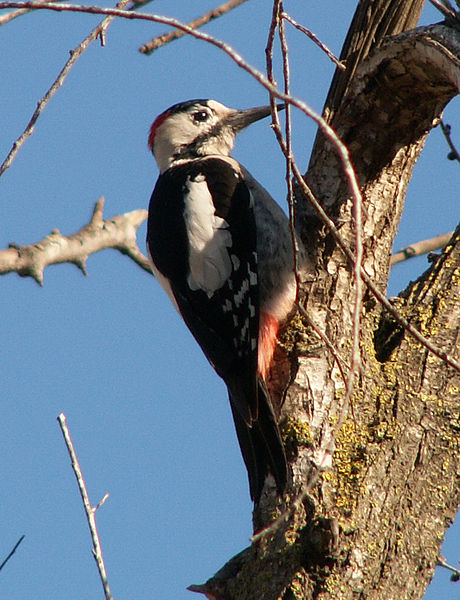Fișier:Syrian-Woodpecker-20051218m023.jpg