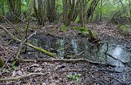 Čeština: Mokřina v přírodní památce Tábor - Zahrádka u vsi Zahrádka, což je část města Tábor, Jihočeský kraj. English: Wetland in the natural monument Tábor - Zahrádka near the town of Tábor, South Bohemian Region, Czech Republic.