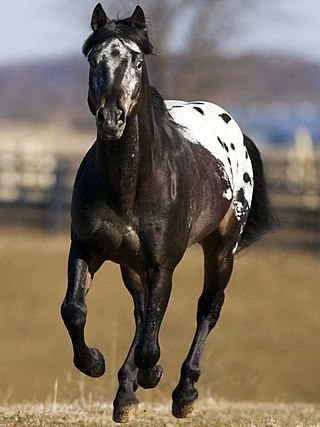 <span class="mw-page-title-main">Appaloosa</span> American horse breed noted for spotted color pattern
