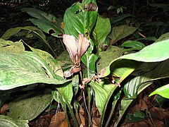 Description de l'image Tacca_integrifolia2.jpg.