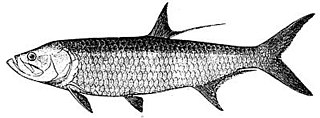 Description de l'image Tarpon.jpg.