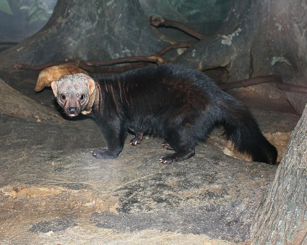 Tayra3.jpg