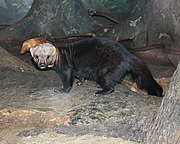 Mustelid negru cu capul gri