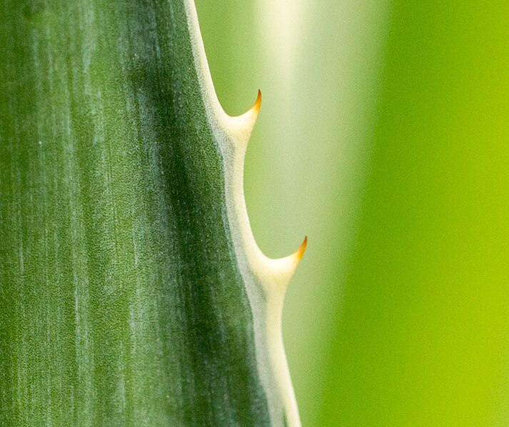 File:Teeth on a plant, Universitas Gadjah Mada, Yogyakarta, 2014-04-30 01.jpg