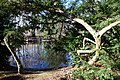 Teich im Heinrich-Kleber-Park