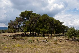 Calaurie makalesinin açıklayıcı görüntüsü