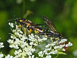 <i>Macrophya</i> Genus of sawflies