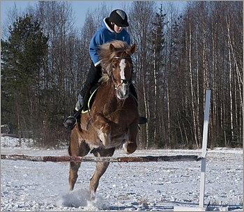 Finnhorse Teppo jumping