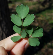 Thalictrum dasycarpum leaves.png