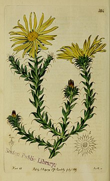 Ботаникалық тіркелім (1815) (20213969258) .jpg түрлі-түсті фигураларынан тұрады