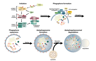 <span class="mw-page-title-main">Autophagosome</span> Cell biology structure