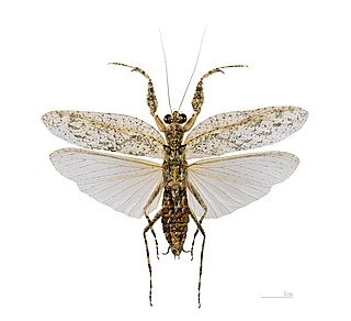 <i>Theopompa</i> Genus of praying mantises