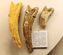 Holotype unguals PIN 551-483 at the Moscow Paleontological Museum; note left ungual cast Therizinosaurus PIN 551-483 unguals.jpg