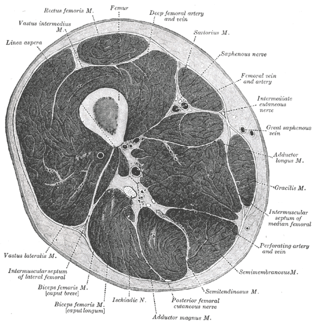 Thigh - Wikipedia