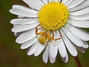 Thomisidae - Thomisus onustus-3.JPG