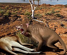 Some of the marsupial lions were the largest mammalian predators in Australia of their time Thylacoleo Australia 2.jpg