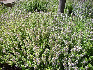 Thymus serpylloides