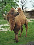 Miniatura para Camello (color)