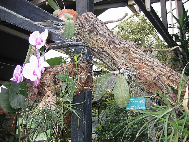 File:Tillandsia usneoides parc floral Paris.JPG